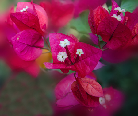 Close up of Bougainvilleaの写真素材