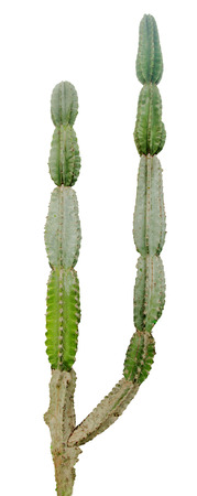 cactus isolated on white backgroundの写真素材