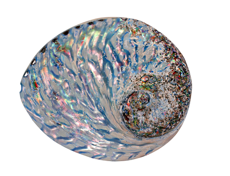 Seashell isolated on white backgroundの写真素材