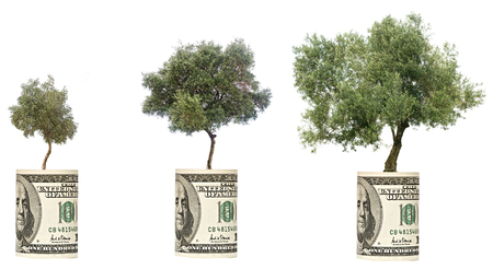 Olive trees growing from the dollar billの写真素材