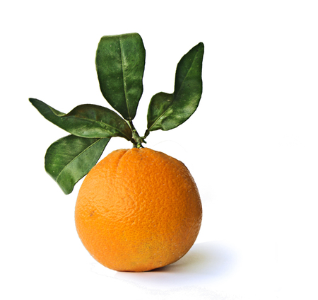 orange isloated on white backgroundの写真素材