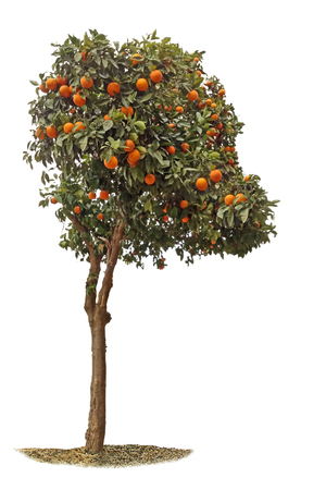 Orange tree on white backgroundの写真素材