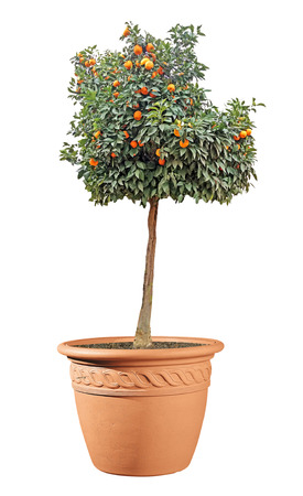 citrus tree in potの写真素材