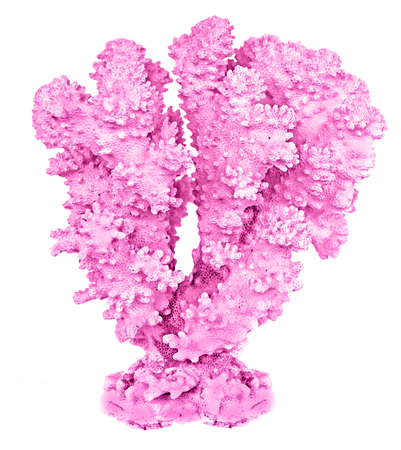 coral isolated on white backgroundの写真素材