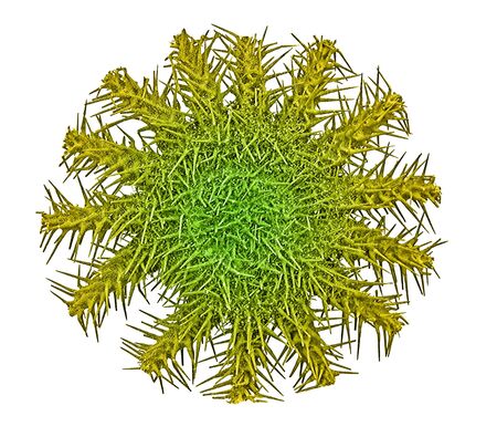 crown-of-thorns sea star isolated on white background