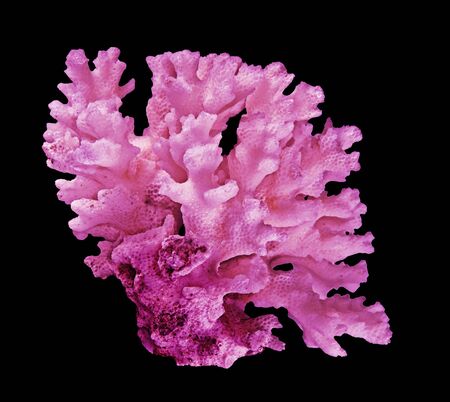 Coral isolated on black backgroundの写真素材