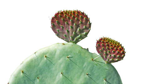 Cactus isolated on white backgroundの写真素材