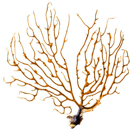 Dry algae isolated on white backgroundの写真素材