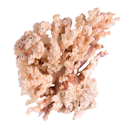 Coral isolated on white backgroundの写真素材