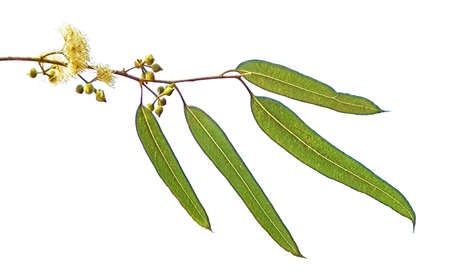 close up of eucalyptus flowerの写真素材