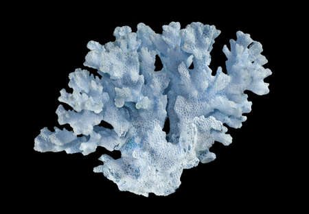 Coral isolated on black backgroundの写真素材
