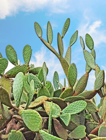 Close up of Cactus and skyの写真素材