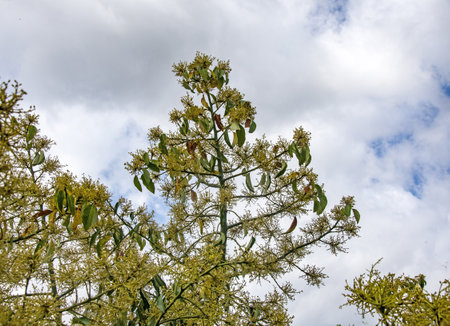 Avocado trees with flowers in spring
