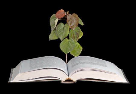 sapling growing from book