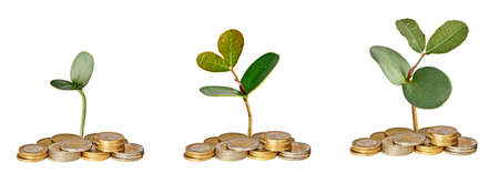 Saplings growing from coins