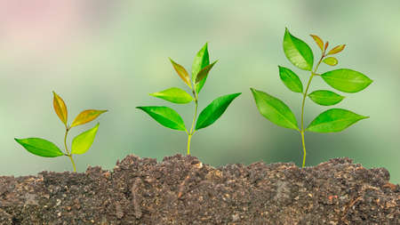 Close up of three Saplings