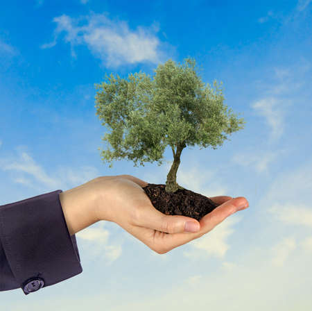 Olive tree in hand as a gift