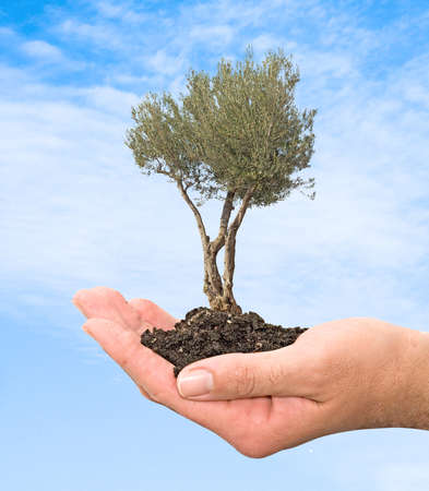 Olive tree in hands