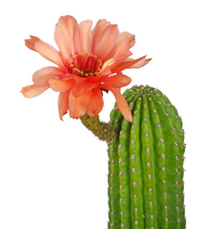 Cactus with red flowers isolated on white backgroundの写真素材