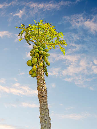 papaya tree with fruitsの写真素材
