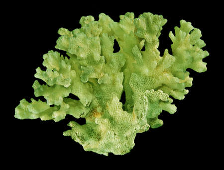 Coral isolated on black background