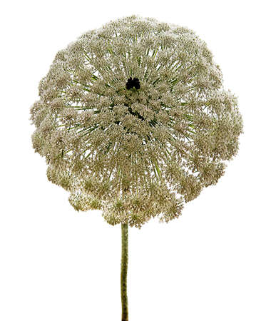 Close ap of floweres of umbellifer