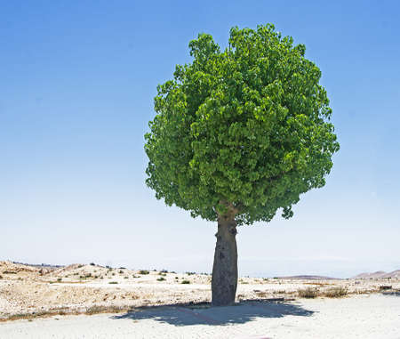 Ornamental tree in Israel at spring
