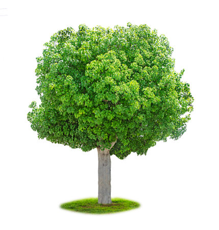 Tree isolated on white backgroundの写真素材