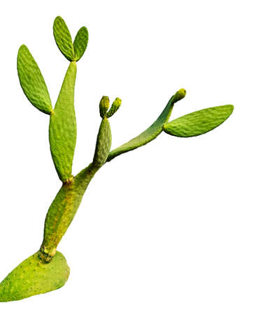 Cactus isolated on white backgroundの写真素材