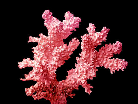 Coral isolated on black backgroundの写真素材