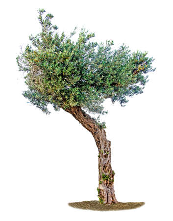 Tree isolated on white backgroundの写真素材