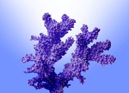 Close up of coral on blue backgroundの写真素材