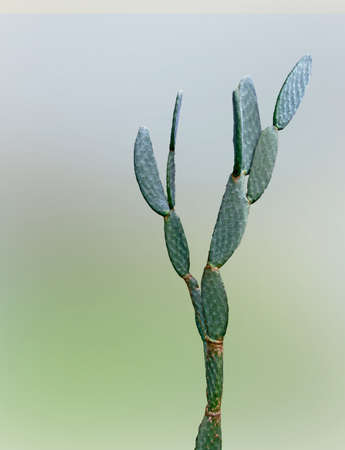Close up of cactusの写真素材