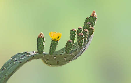 green; plant; cactus; Cactaceae; succulent; flora; botany; flower; yellowの写真素材