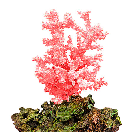 Coral isolated on white backgroundの写真素材