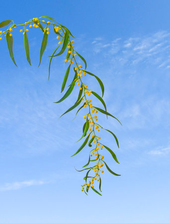 Close up of Acacia with yellow flowersの写真素材