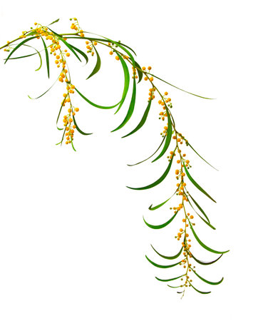 Close up of Acacia salignaの写真素材