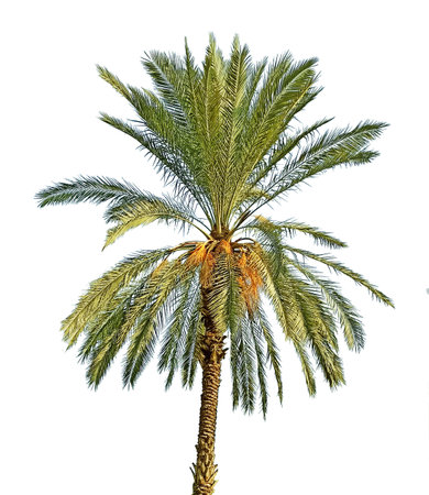 Palm tree isolated on white backgroundの写真素材