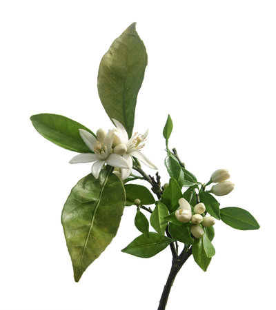 close up of citrus flowersの写真素材