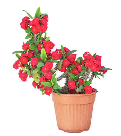 Succulent with red flowers isolated on white backgroundの写真素材