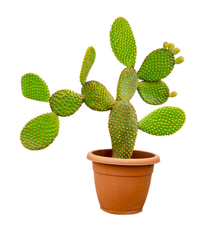 Close up of opuntia cactus in potの写真素材