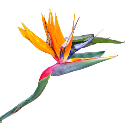 Bird of Paradise flower isolated on white backgroundの写真素材