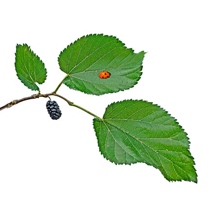 mulberry isolated on white backgroundの写真素材