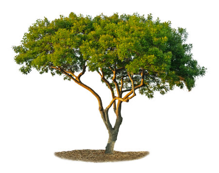 Tree isolated on white backgroundの写真素材