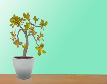 succulent plant in potの写真素材