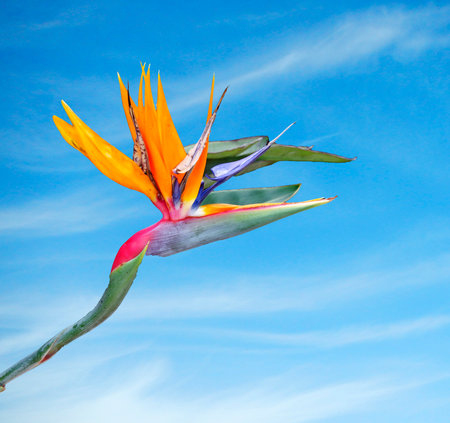 Bird of Paradise flowerの写真素材