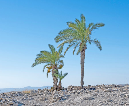 Palms at Megiddoの写真素材
