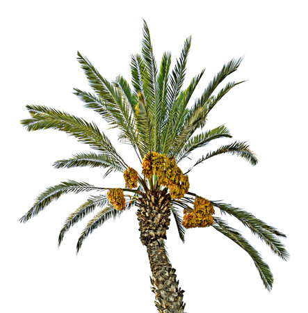 Close up of Date palmの写真素材