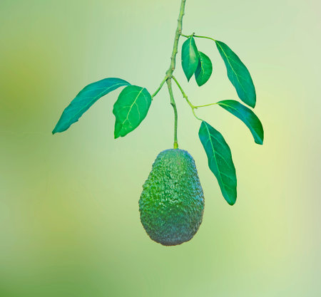 Branch of avocadoの写真素材
