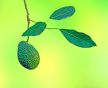 Branch of avocadoの写真素材
